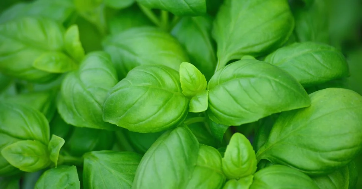 Un gros plan détaillé de feuilles de basilic vert vibrantes, parfait pour des thèmes culinaires et de jardinage.