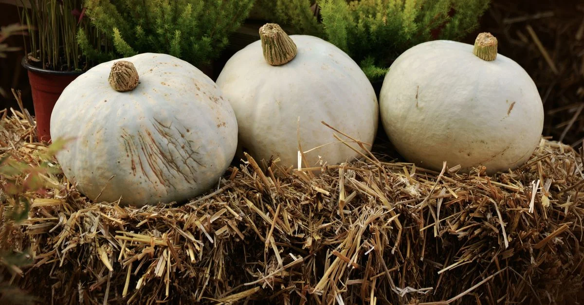 Trois citrouilles blanches reposent sur des ballots de paille entourés de verdure, évoquant une ambiance chaleureuse de récolte d'automne.