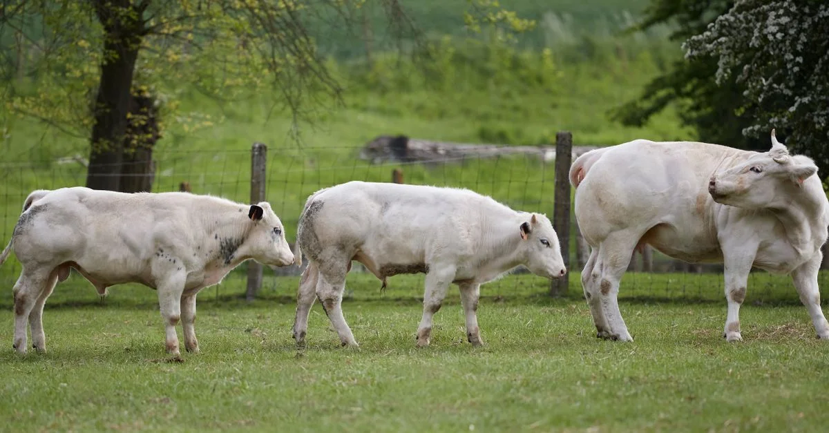Une scène sereine de vaches blanches paissant dans un pâturage verdoyant en journée.