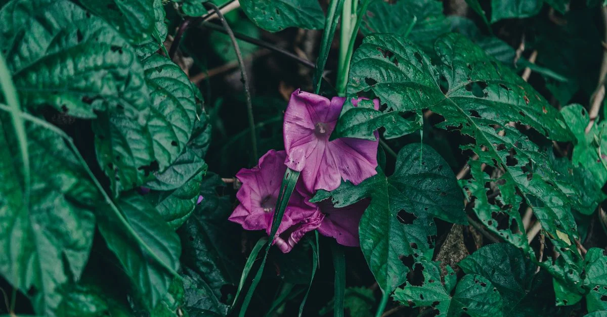 Les fleurs vibrantes de la gloire du matin contrastent avec les feuilles luxuriantes de l'érable, créant une scène naturelle sereine.