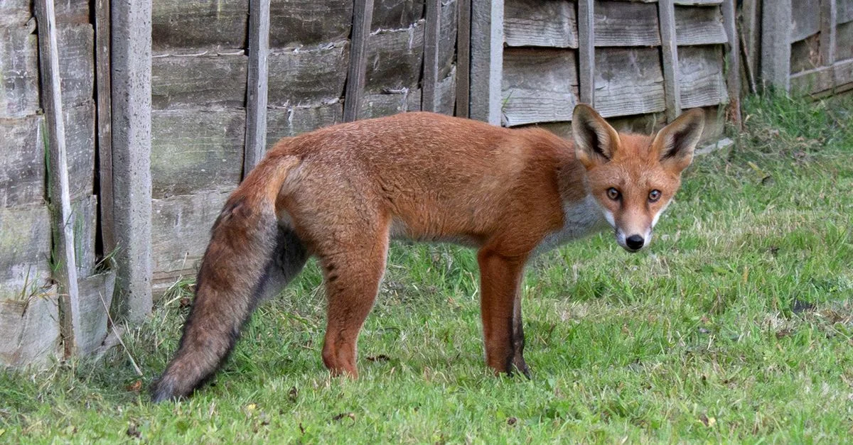 Un renard roux se tient alerte dans un jardin suburbain contre un arrière-plan de clôture en bois.