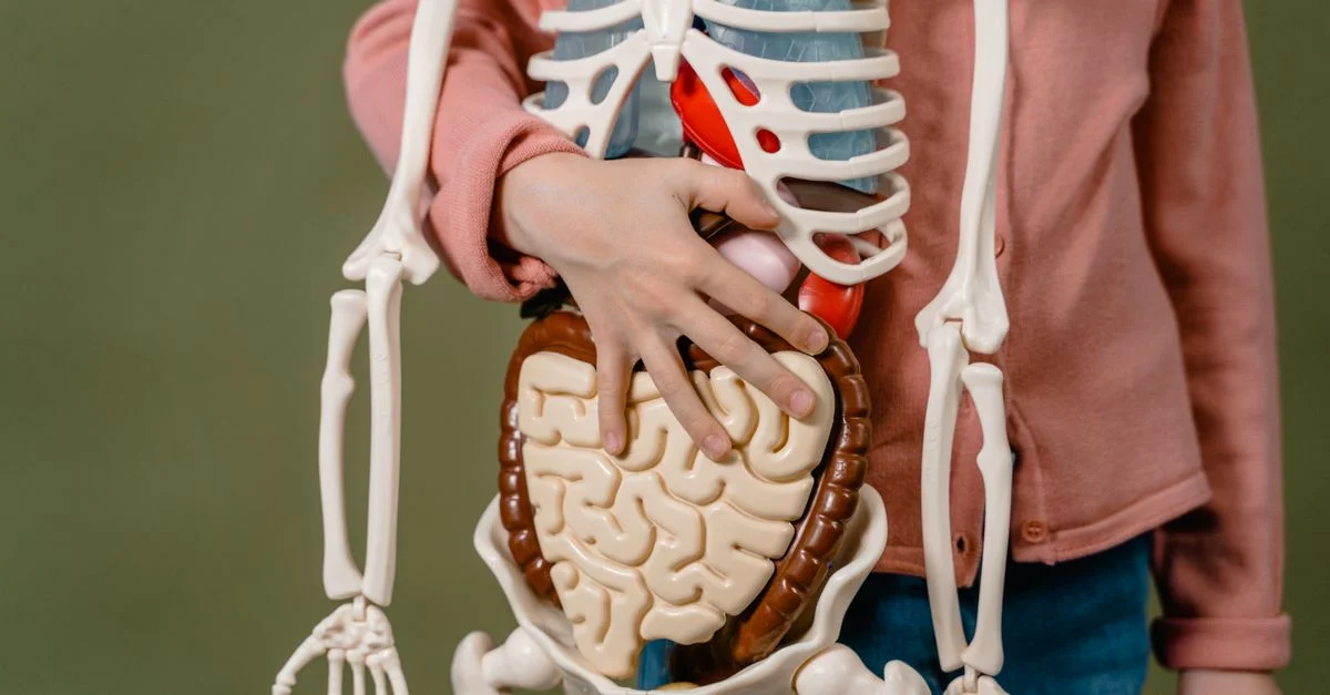 Enfant apprenant l'anatomie avec un modèle de squelette humain et des organes.