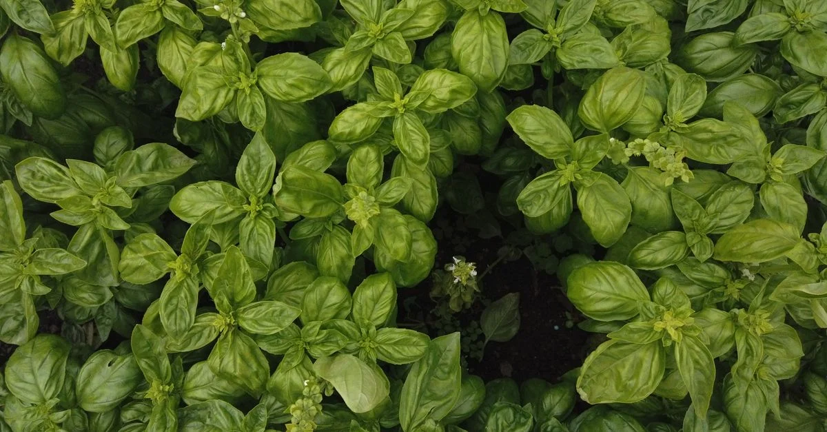 Un gros plan vue de dessus de feuilles de basilic vert vibrantes mettant en avant la fraîcheur luxuriante et la beauté naturelle.