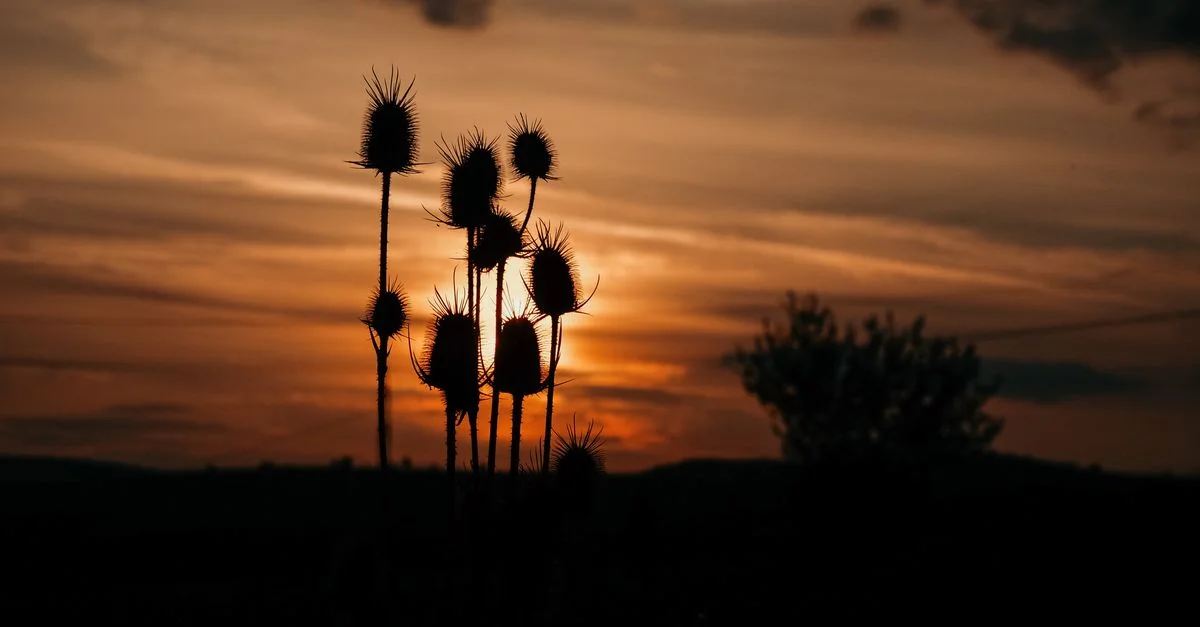 Silhouettes de plantes de Dipsacus avec un ciel dramatique au coucher du soleil en arrière-plan.