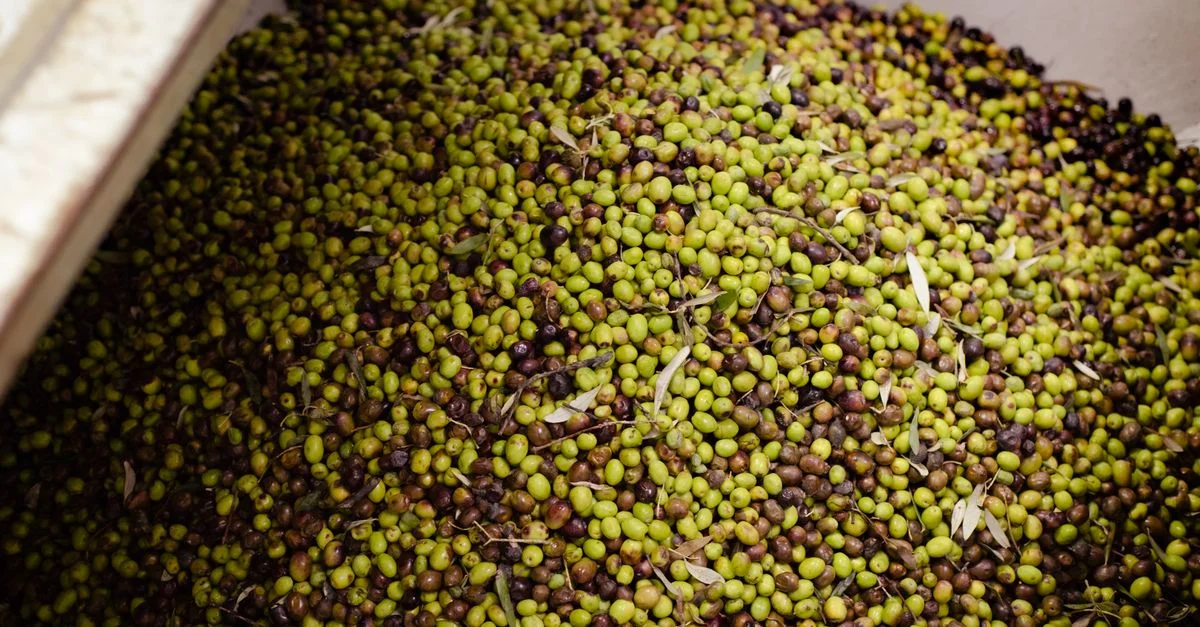 Un lot important d'olives fraîchement récoltées dans un conteneur d'un facility de transformation des olives à Nafplion, Grèce.