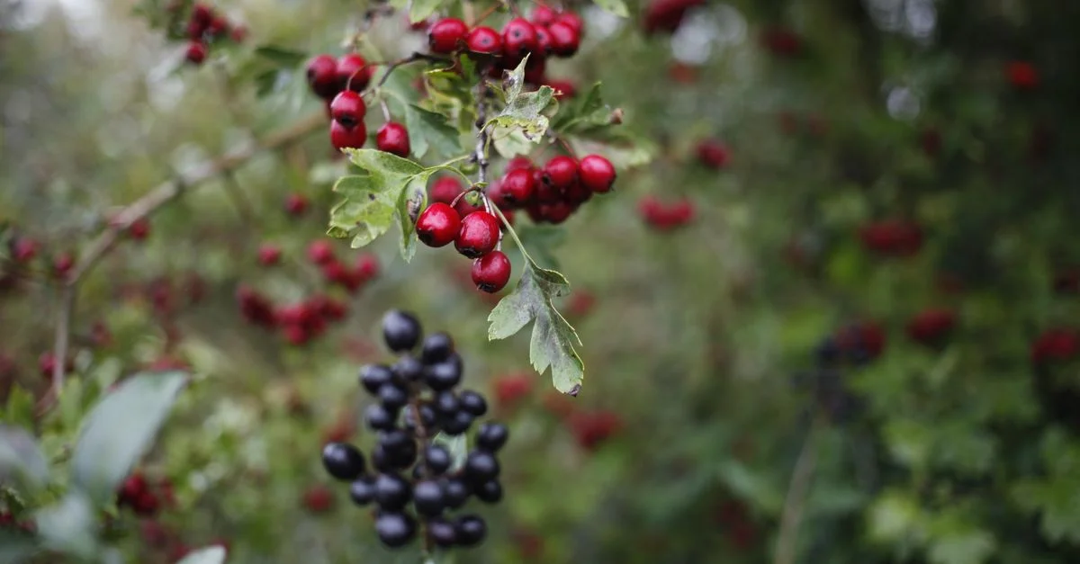 Gros plan sur des baies rouges et noires éclatantes se détachant sur un fond de forêt luxuriante, mettant en valeur la beauté de la nature.