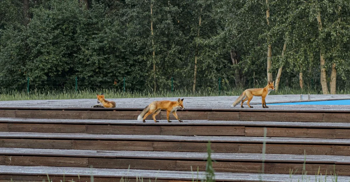 Trois renards roux sur des marches en bois entourés d'une verdure luxuriante dans un parc.