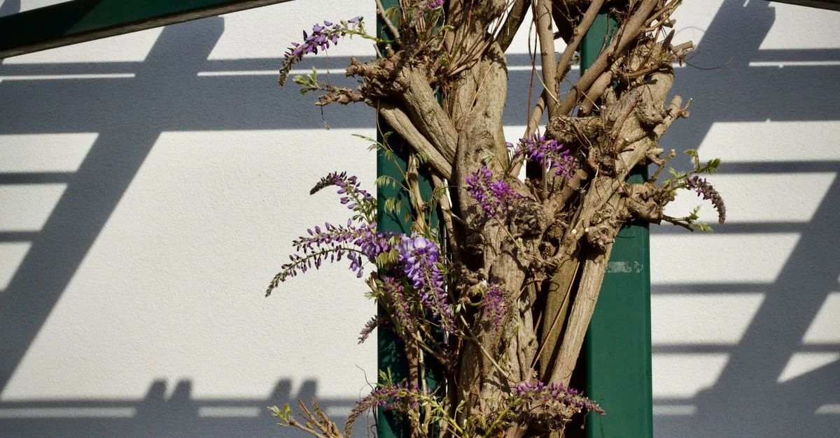 Vigne de glycine avec des fleurs projetant des ombres sur un mur blanc sous le soleil.