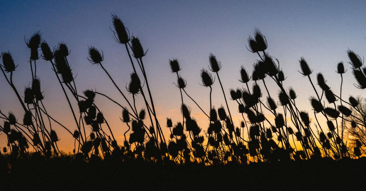 Silhouette de plantes de chardon sur fond de ciel de coucher de soleil vibrant, avec des silhouettes sombres et un fond dégradé coloré.