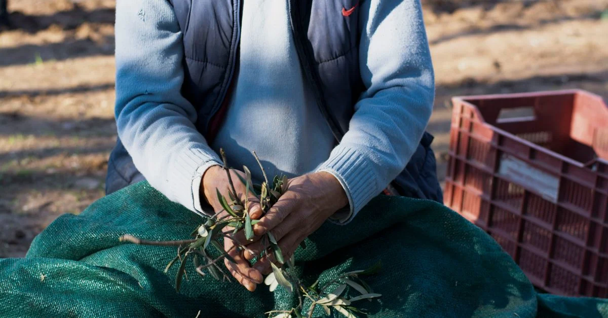 Gros plan sur une personne cueillant des olives à la main en extérieur, illustrant les méthodes agricoles traditionnelles.