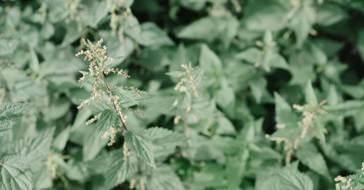 Une photo macro détaillée de plantes d'ortie présentant des feuilles vertes et des boutons floraux dans une prairie d'été.
